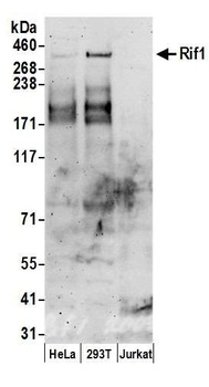 RIF1 Antibody