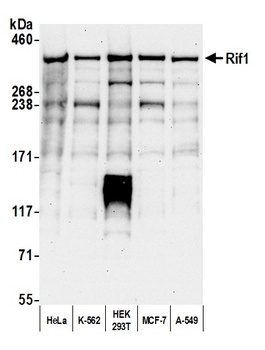 RIF1 Antibody