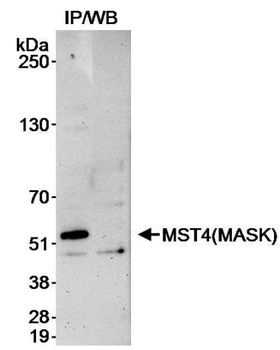 Rabbit anti-MST4/MASK Antibody