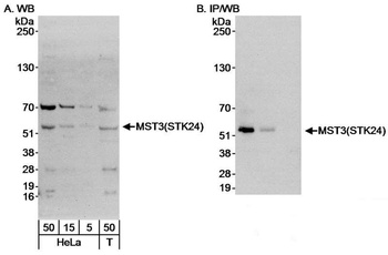 Rabbit anti-MST3/STK24 Antibody