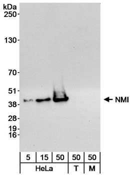 NMI Antibody