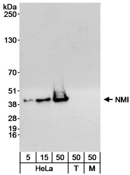 Rabbit anti-NMI Antibody