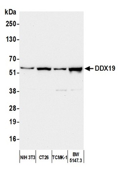 DDX19 Antibody