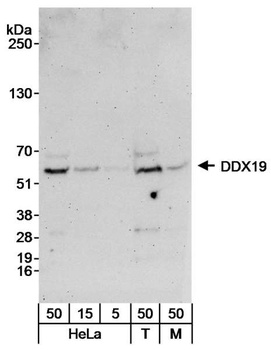 Rabbit anti-DDX19 Antibody