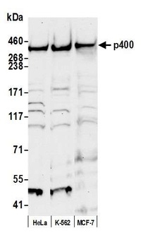 Rabbit anti-p400 Antibody