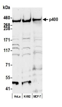 p400 Antibody