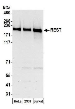 Rabbit anti-REST Antibody