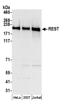 REST Antibody