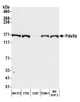 Pds5B Antibody