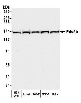 Pds5B Antibody