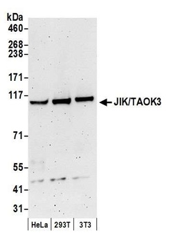 JIK/TAOK3 Antibody