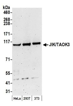 Rabbit anti-JIK/TAOK3 Antibody