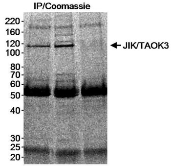 Rabbit anti-JIK/TAOK3 Antibody