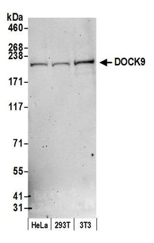 DOCK2 Antibody