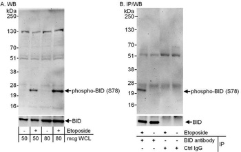 BID, Phospho (S78) Antibody