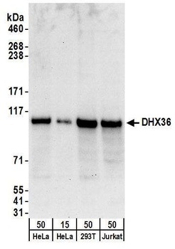 Rabbit anti-DHX36 Antibody