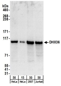 DHX36 Antibody