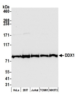 Rabbit anti-DDX1 Antibody
