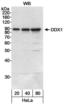 Rabbit anti-DDX1 Antibody