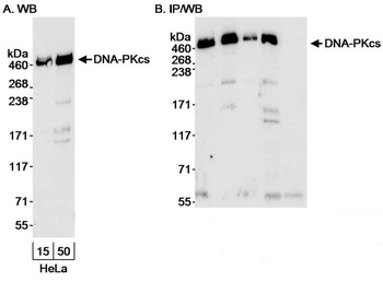 DNA-PKcs Antibody