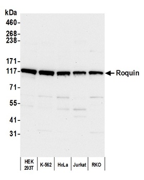 Roquin Antibody