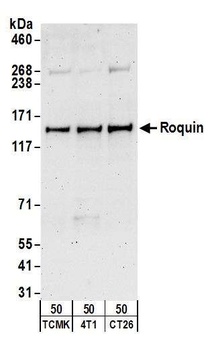 Rabbit anti-Roquin Antibody