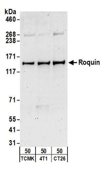 Roquin Antibody