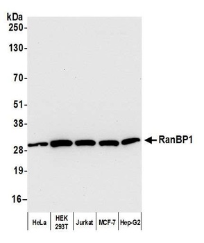 Rabbit anti-RanBP1 Antibody