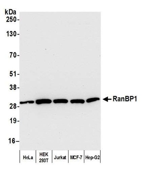 RanBP1 Antibody