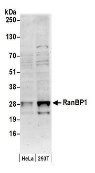 RanBP1 Antibody