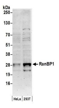 Rabbit anti-RanBP1 Antibody