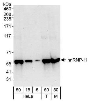 Rabbit anti-hnRNP-H Antibody
