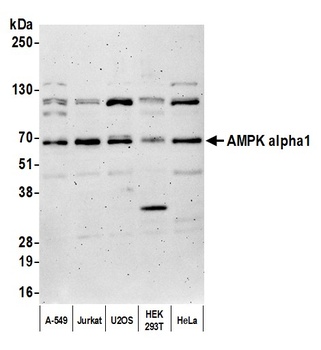 AMPK alpha 1 Antibody