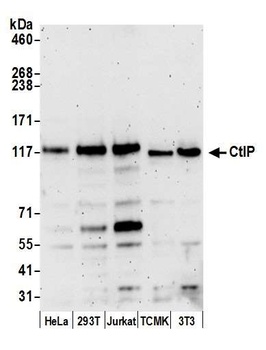 CtIP Antibody