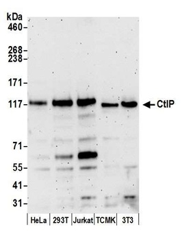 Rabbit anti-CtIP Antibody