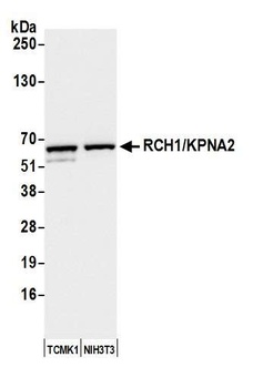 RCH1/KPNA2 Antibody