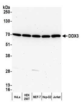 DDX3 Antibody