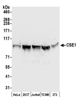 Rabbit anti-CSE1 Antibody