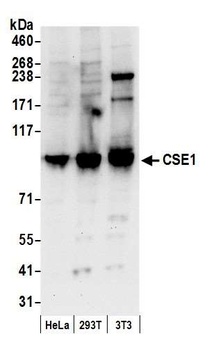 CSE1 Antibody