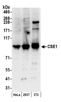 Rabbit anti-CSE1 Antibody