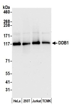 Rabbit anti-DDB1 Antibody