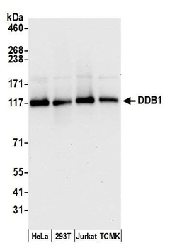 DDB1 Antibody