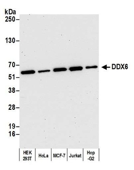 Rabbit anti-DDX6 Antibody