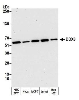 DDX6 Antibody