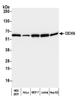 Rabbit anti-DDX6 Antibody