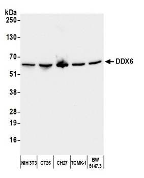 DDX6 Antibody
