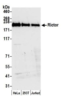 Rictor Antibody