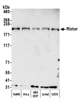 Rabbit anti-Rictor Antibody