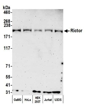 Rictor Antibody