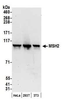 MSH2 Antibody